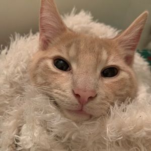 Meet your Posher, Maddy